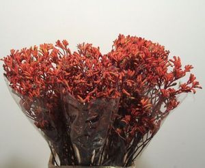 ANIGOZANTHUS GOLD FEVER 80